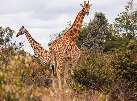 Sportsview Hotel – Nearby Attraction – Giraffe Centre
