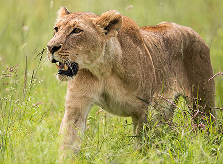 Sportsview Hotel – Nearby Attraction – Nairobi National Park